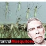 Mosquito Larvae Hatching