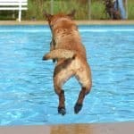 discount pool supplies