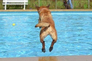 discount pool supplies
